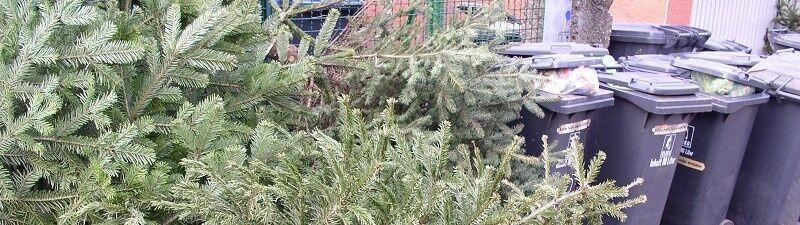 Foto5: Wohin mit dem Weihnachtsbaum